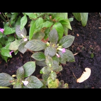 Coccocypselum guianense (fam. Rubiacees) (Am. tropicale) (2)